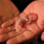 Losing a baby