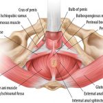 Floored by the pelvis