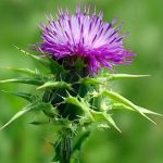 Why Glutathione Is Important to Us
