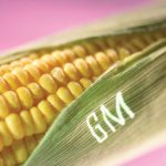 Are GMO foods good or bad for you? Here are some myths and facts