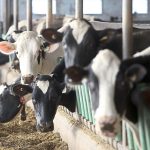 Want milk that isn’t actually milk (from an animal)?