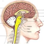 Growth hormone is important for adults too