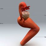 Five facts about your fallopian tubes