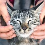When your cat helps make you healthier