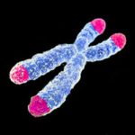 The impact of telomeres on ageing and chronic diseases