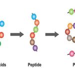 How peptides can help in overall wellness